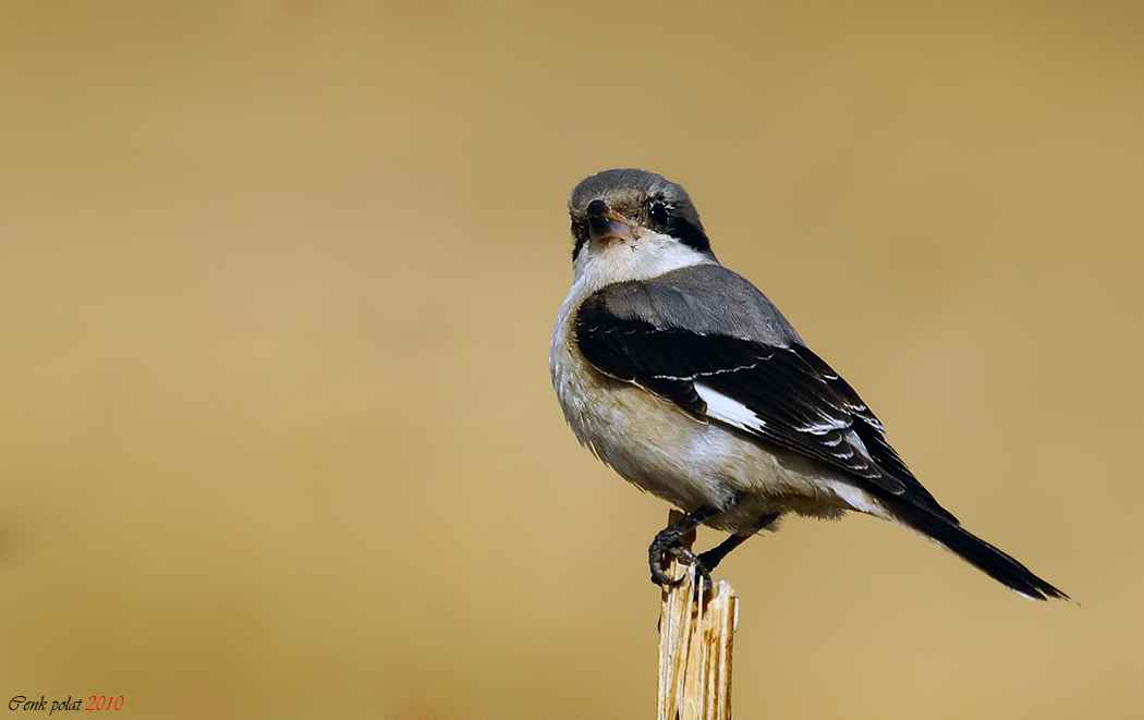 Lesser Gray Shrike